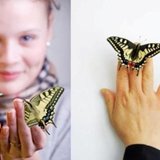 Butterfly Trading - Efecte evenimente